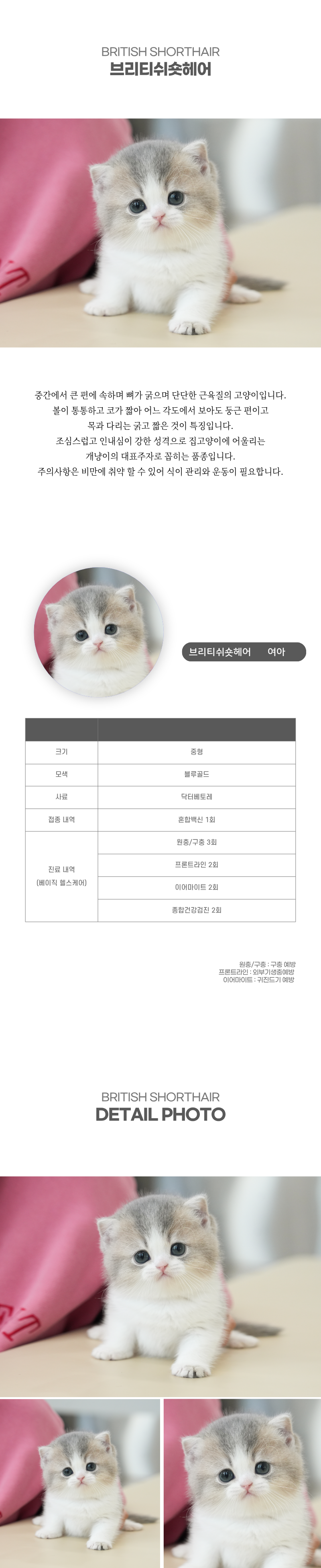 브리티쉬숏헤어_상세이미지_2